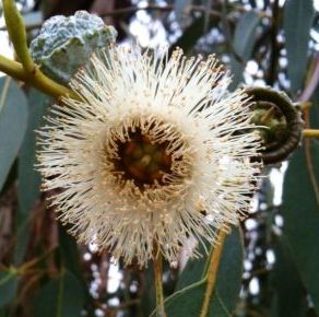 Eucalyptus Essential Oil Blue Mallee 5